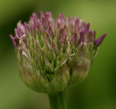 Awakening of a flower...