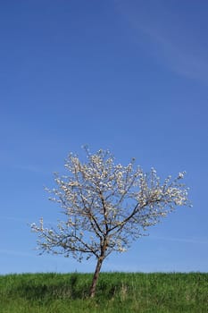 Sapling blooms
