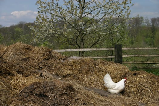 When the rooster crows on the manure...