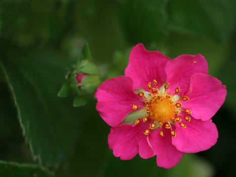 Ornamental strawberry
