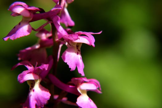 found in Jura CH/Fr Mann's orchid,Orchis mascula Greek orchis: testicles (related to the shape of the tubers)  lat. masculus: male