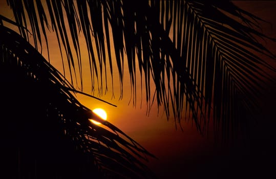 Coconut palms in the sunset