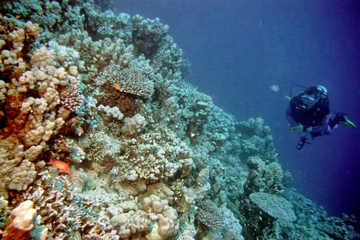 Red Sea,Egypt