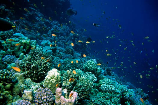 Coral Reef,Red Sea - Egypt