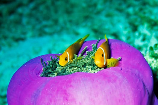 Anemone fish