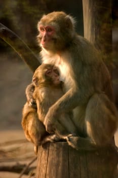 Motherly love