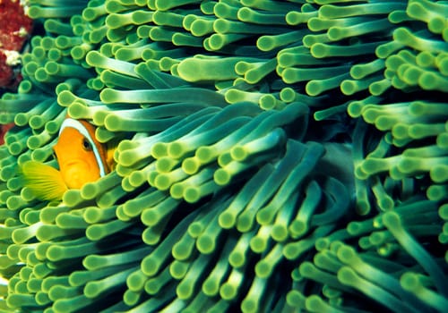 Anemone fish