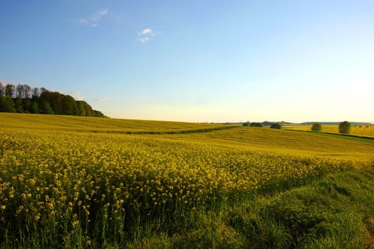 rapeseed
