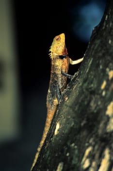 Beautiful lizard,Maldives