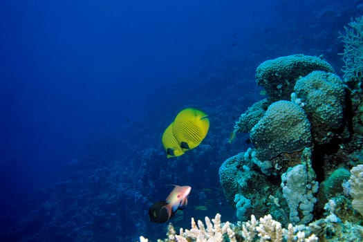 Red Sea masked butterflyfish