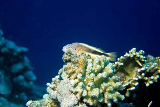 Striped Coral Guard,Red Sea