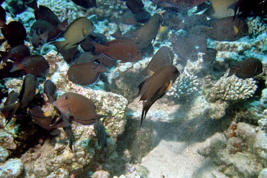 Red Sea near El Quseir