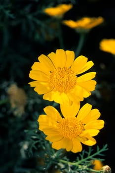 yellow flowers