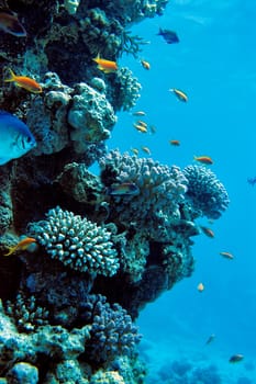 Coral Reef,Red Sea