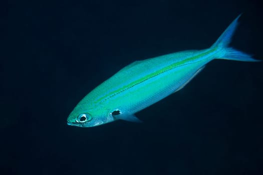 Yellow-striped fusiliers,Red Sea