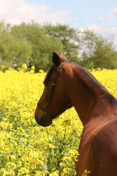 I have to make a contribution to the topic of rapeseed -))