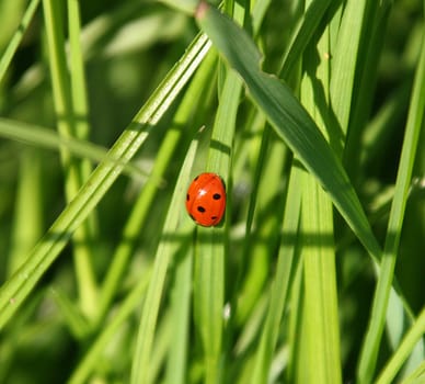 and since today is Friday the 13th -)) not that I'm superstitious,but you never know. 1/500sec f / 6.3 ISO 200 238mm
