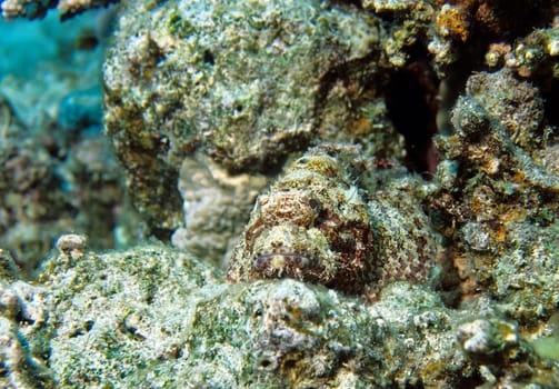 Fringed Dragonhead,Red Sea/Egypt