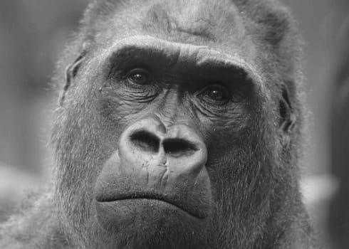 his name is Kim,born in Cameroon in 1976,and lives in the Cologne Zoo!