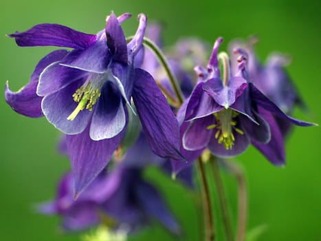 Common columbine Aquilegia vulgaris Buttercup family