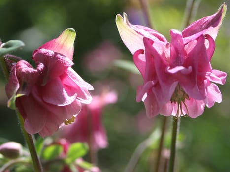 Columbine pink