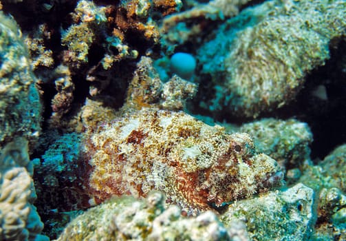 Camouflaged Dragon's Head,Red Sea