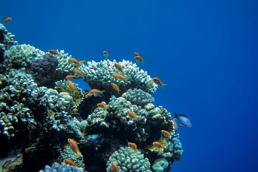 Red Sea anthias