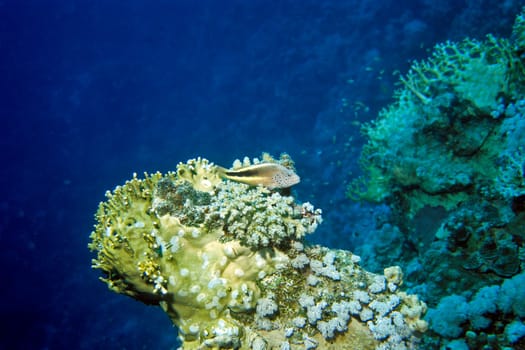 Striped Coral Guardian,Red Sea