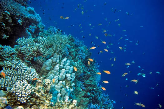 Reef anthias,Red Sea
