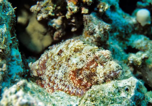 Camouflaged Dragon's Head,Red Sea