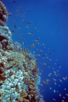 Coral Reef,Red Sea
