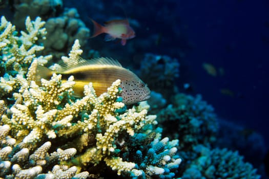 Striped Coral Guardian,Red Sea