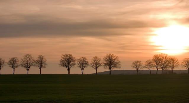 Avenue at sunset