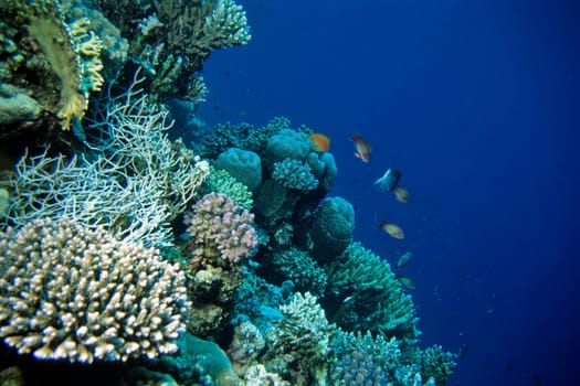 Coral Reef,Red Sea