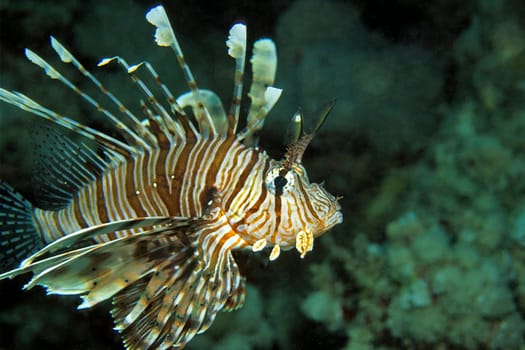 Lionfish,Red Sea