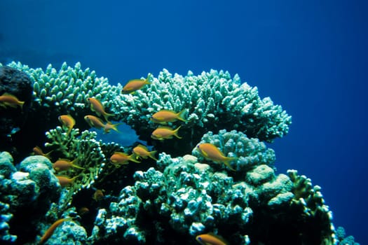 Anthias and table corals