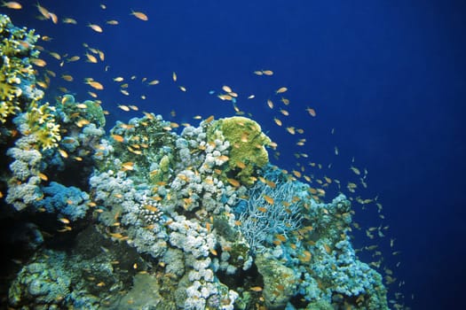 Reef anthias,Red Sea