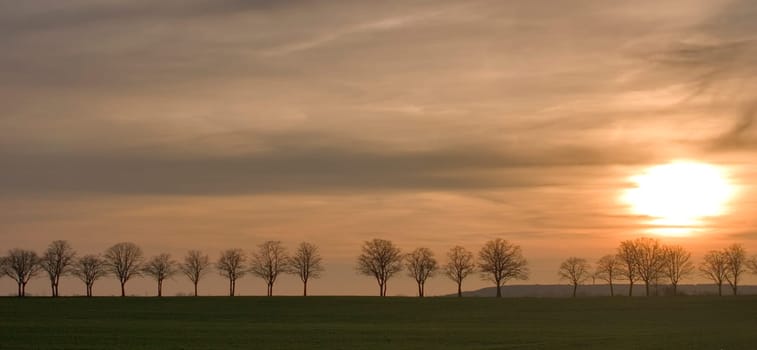 Avenue at sunset