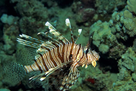 Lionfish,Red Sea