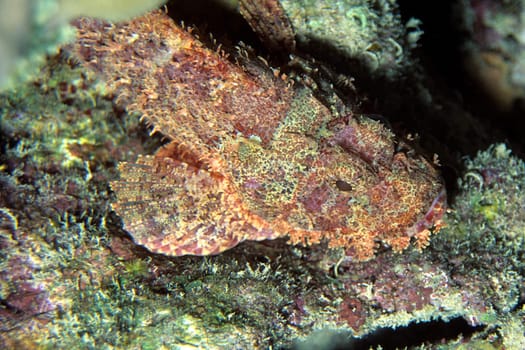 Camouflaged Dragon's Head,Red Sea