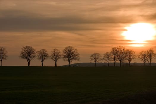 Avenue at sunset