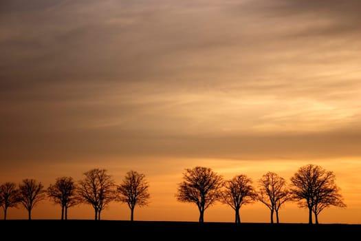 Avenue at sunset