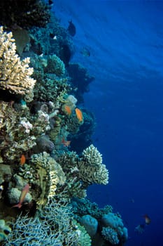 Coral Reef Steep Wall,Red Sea
