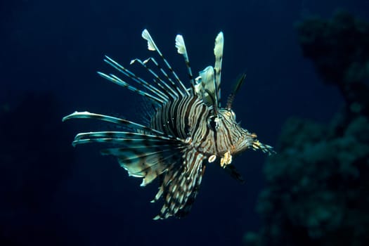 Lionfish,Red Sea
