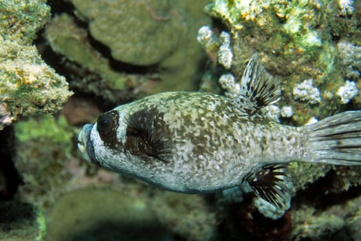 Masked pufferfish,Red Sea