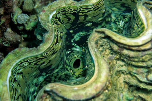 Tridacna,Red Sea