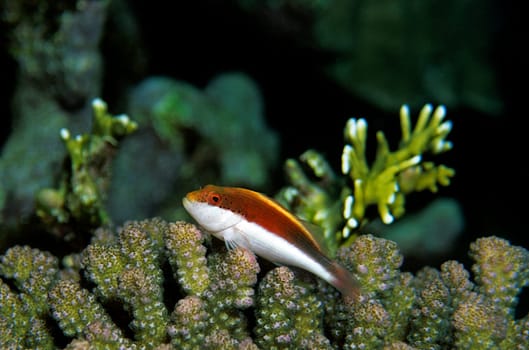 Striped Coral Guardian,Red Sea