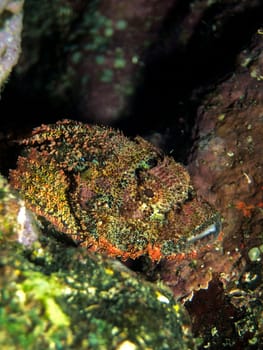 Fringed Dragonhead,Red Sea