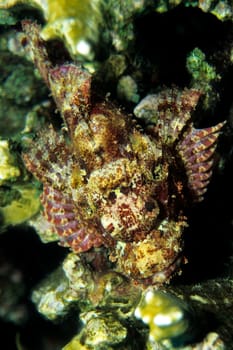 Dragon's Head,Red Sea