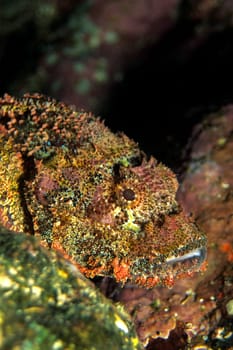 Fringed Dragonhead,Red Sea